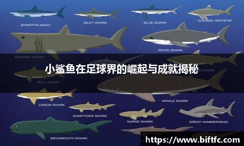 B体育官网